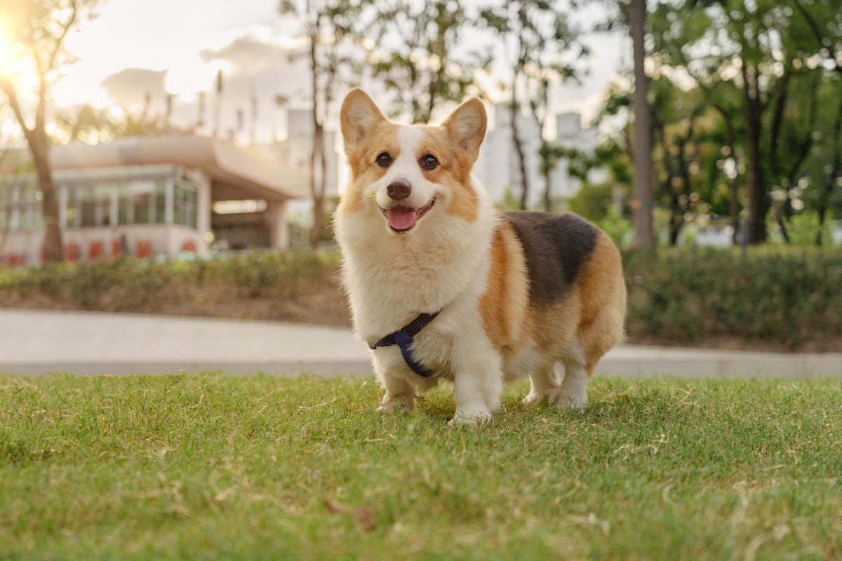 Happy corgi dog on green grass — active Ohio dog covered by State Farm pet insurance plan