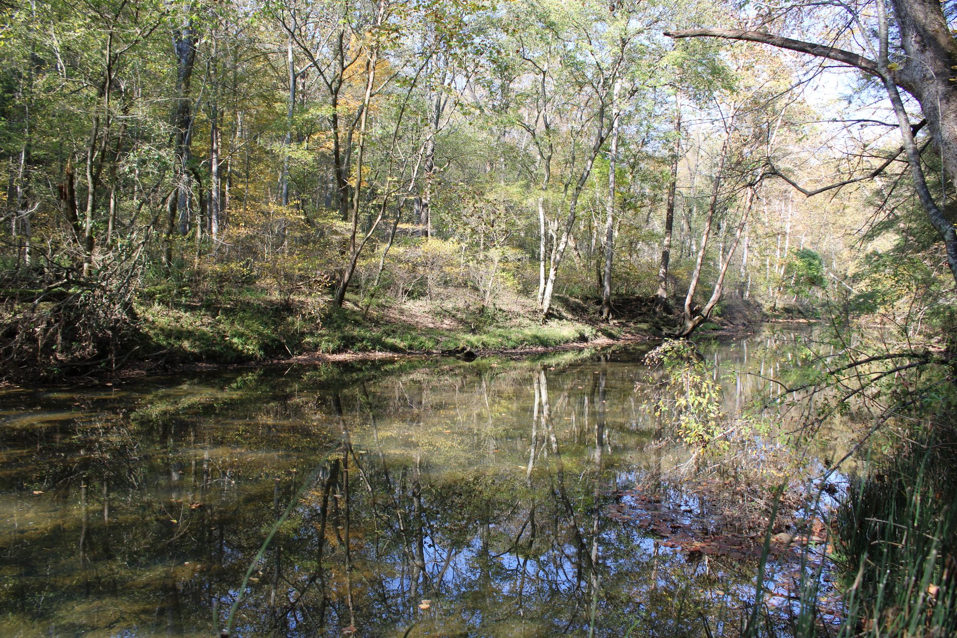 raccoon creek wooded ohio