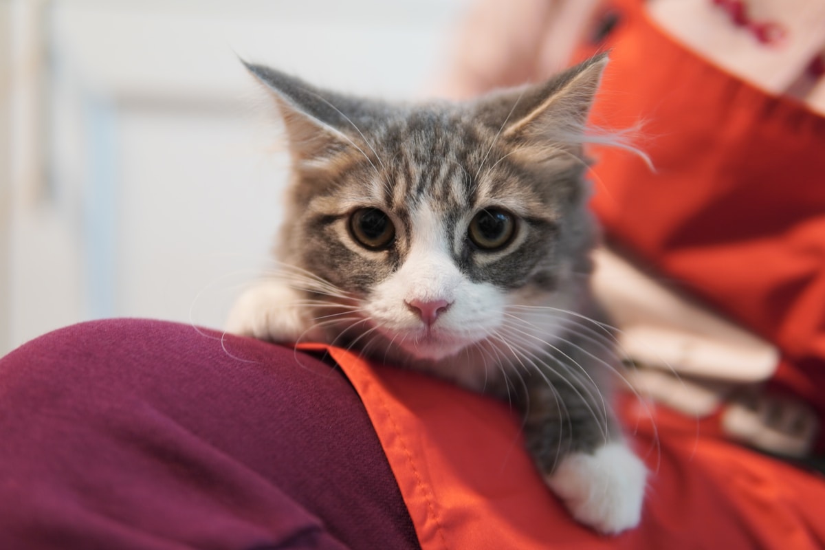Curious kitten at veterinary visit — Ohio cat pet insurance coverage for illness and accidents