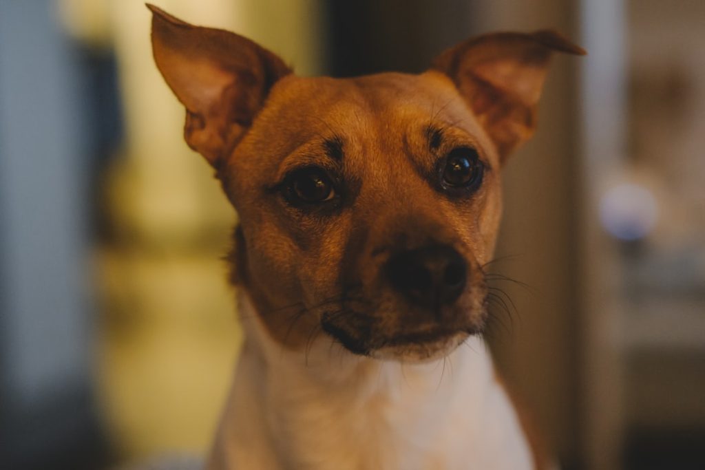 A small dog looking at the camera — pet insurance coverage for dogs and cats in Ohio