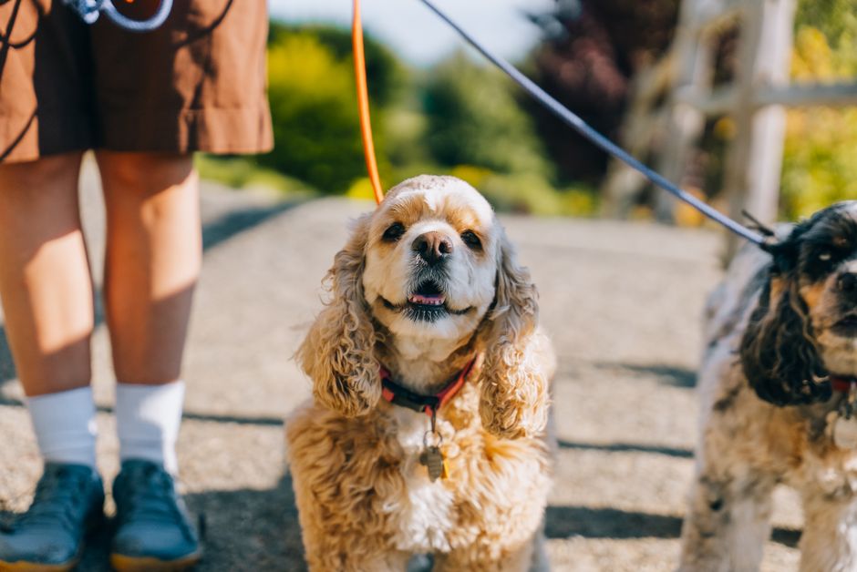 Happy pet owner walking dog Ohio