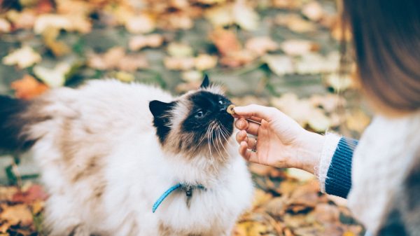 Dog and cat together — Ohio pet insurance coverage options through State Farm agent Jeff Smith Portsmouth OH