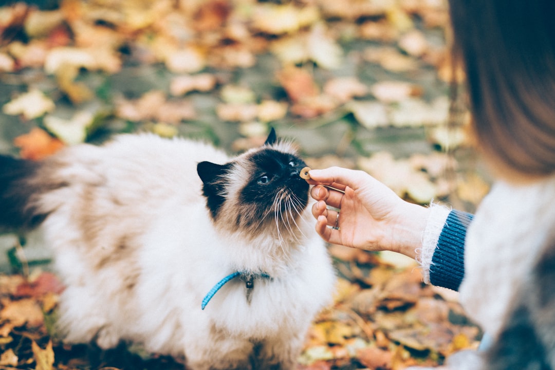 Dog and cat together — Ohio pet insurance coverage options through State Farm agent Jeff Smith Portsmouth OH