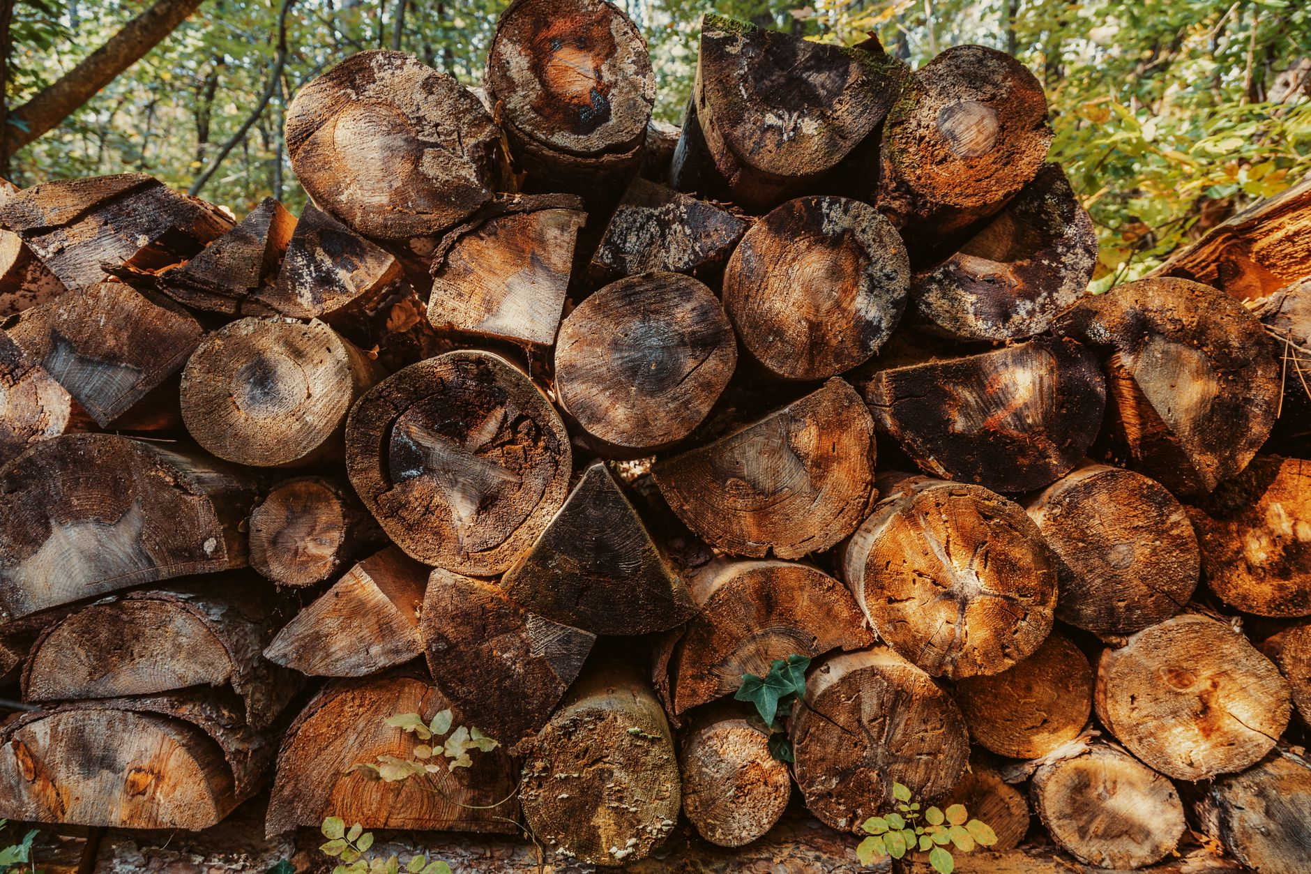 A stack of split firewood