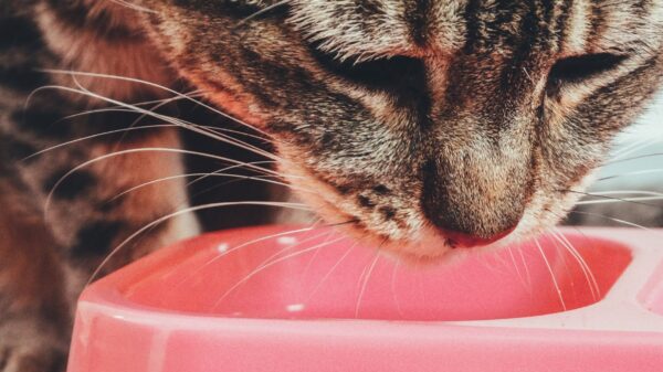 Best automatic pet feeder: a cat eating from a pink bowl