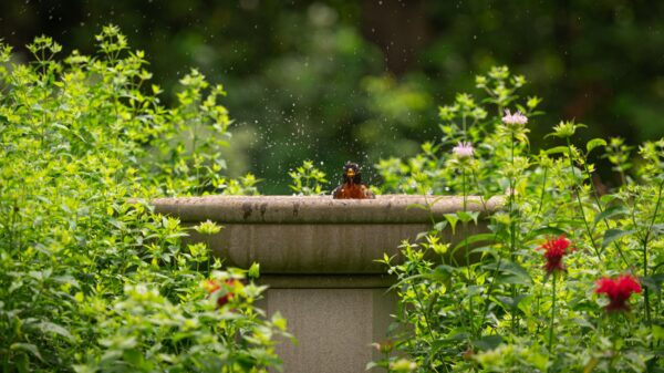 Best bird bath: a stone-style bird bath in a backyard garden
