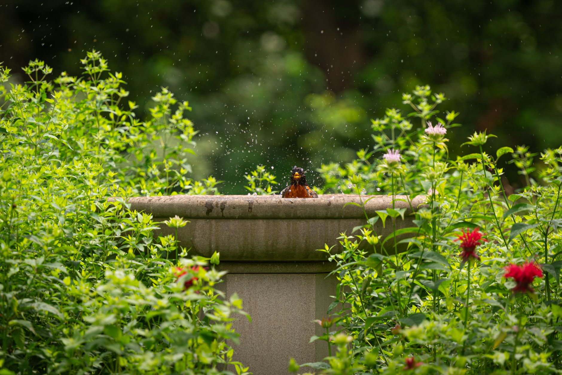 Best bird bath: a stone-style bird bath in a backyard garden