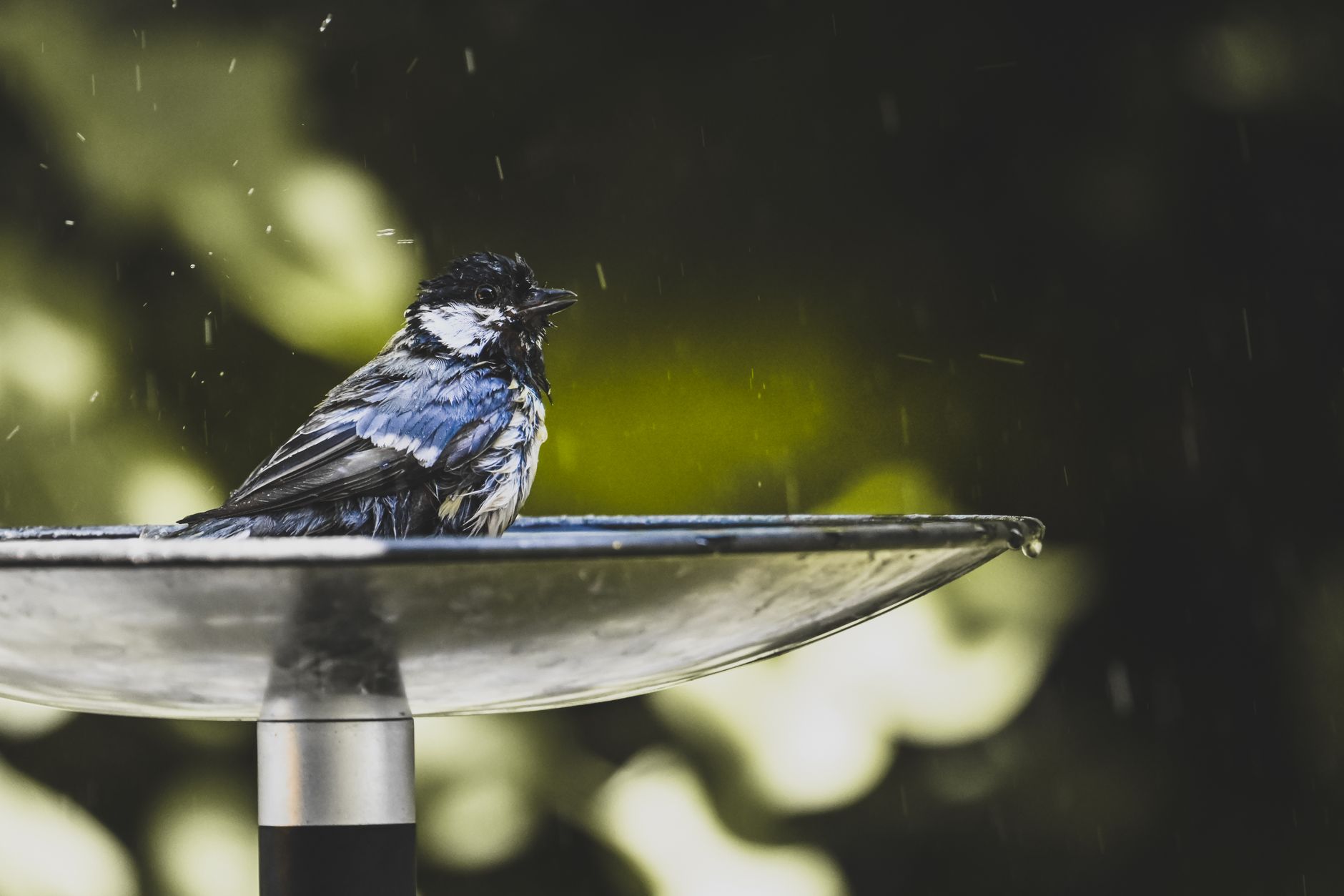 A small bird splashing in shallow water