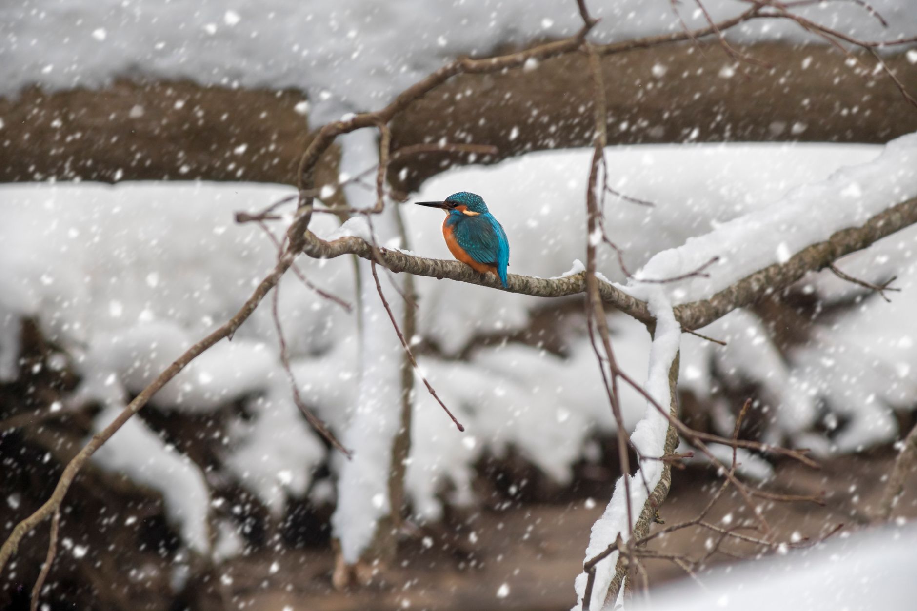 A bird perched on a branch in winter snow
