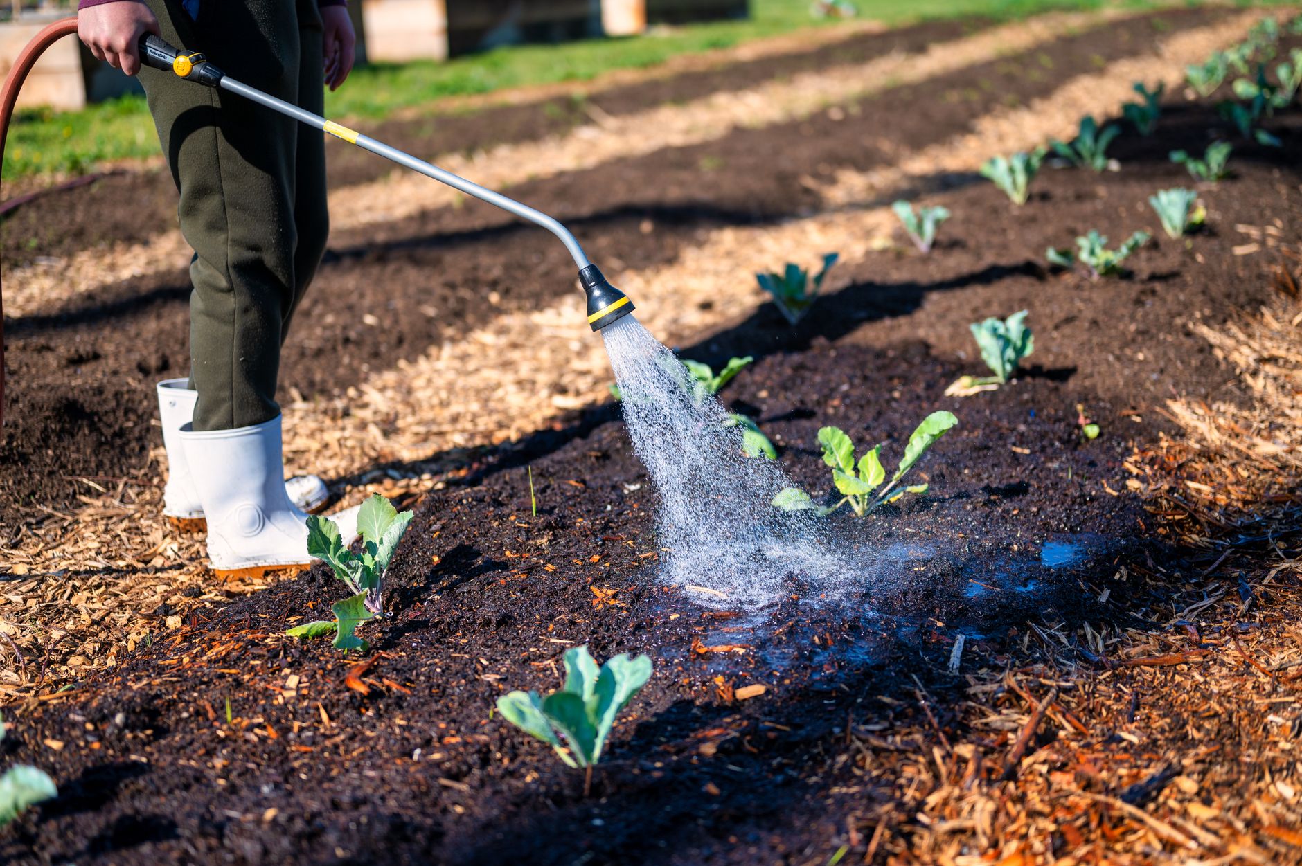 A garden hose watering plants in a backyard