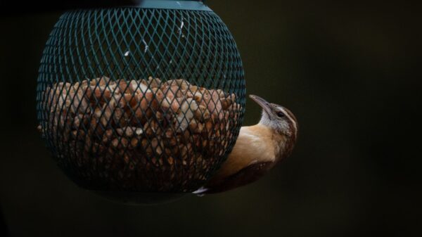 Best bird feeder: a small bird perched at a hanging feeder in a backyard