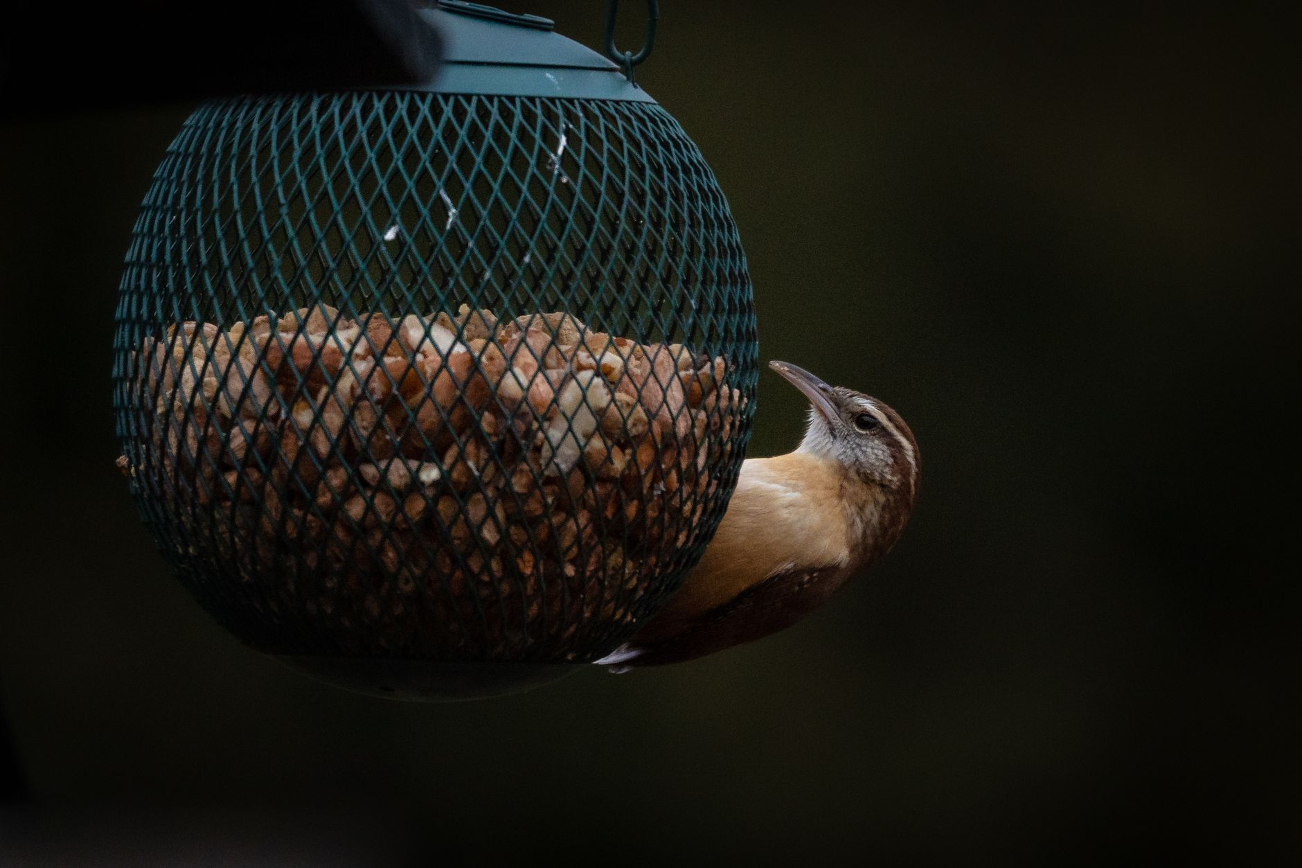 Best bird feeder: a small bird perched at a hanging feeder in a backyard