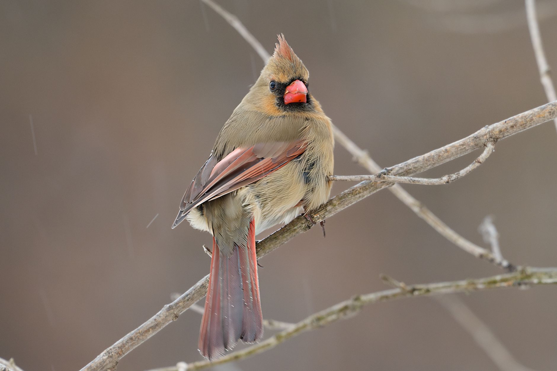 A red cardinal perched in a snowy garden
