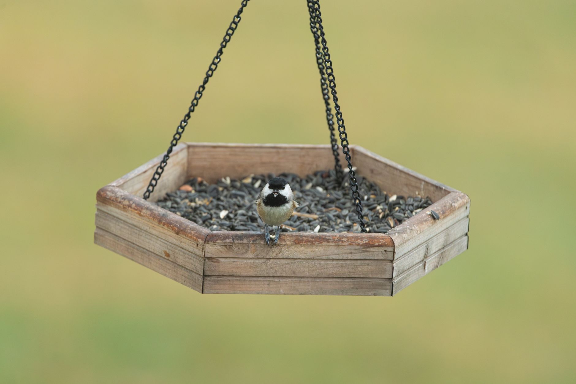 A small songbird visiting a seed feeder