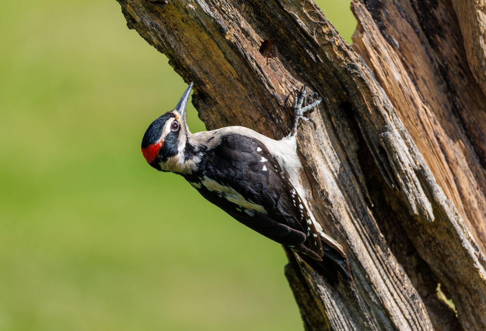 A woodpecker clinging to a tree trunk