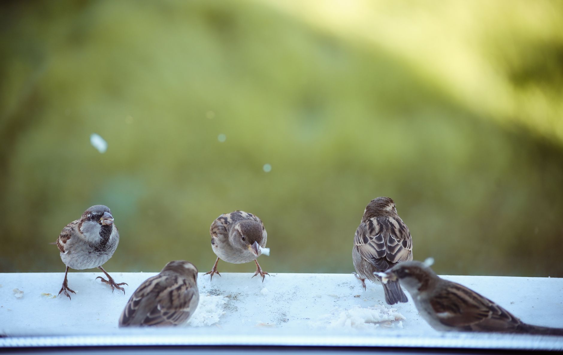 A bird near a house window looking out on a garden