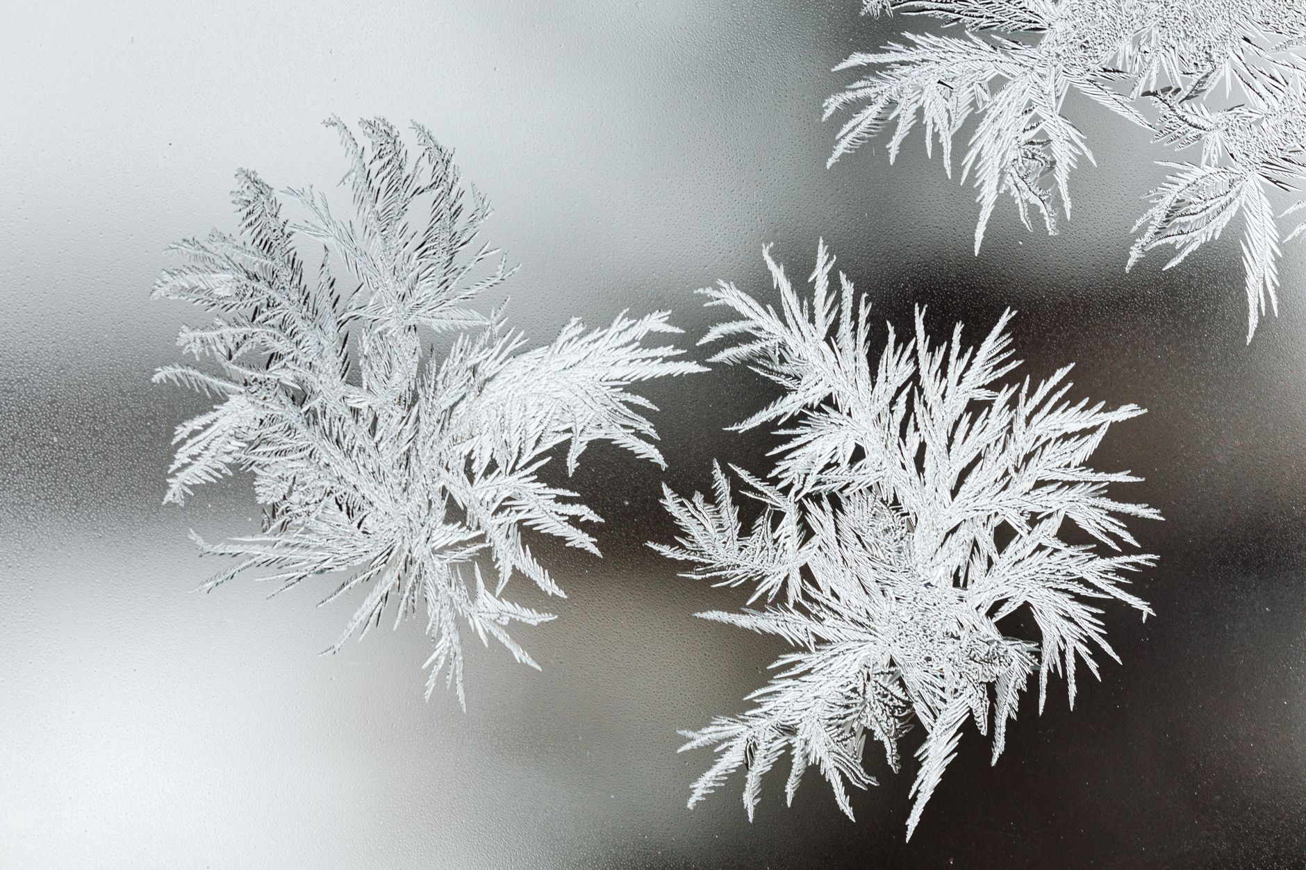 Frost patterns on a window
