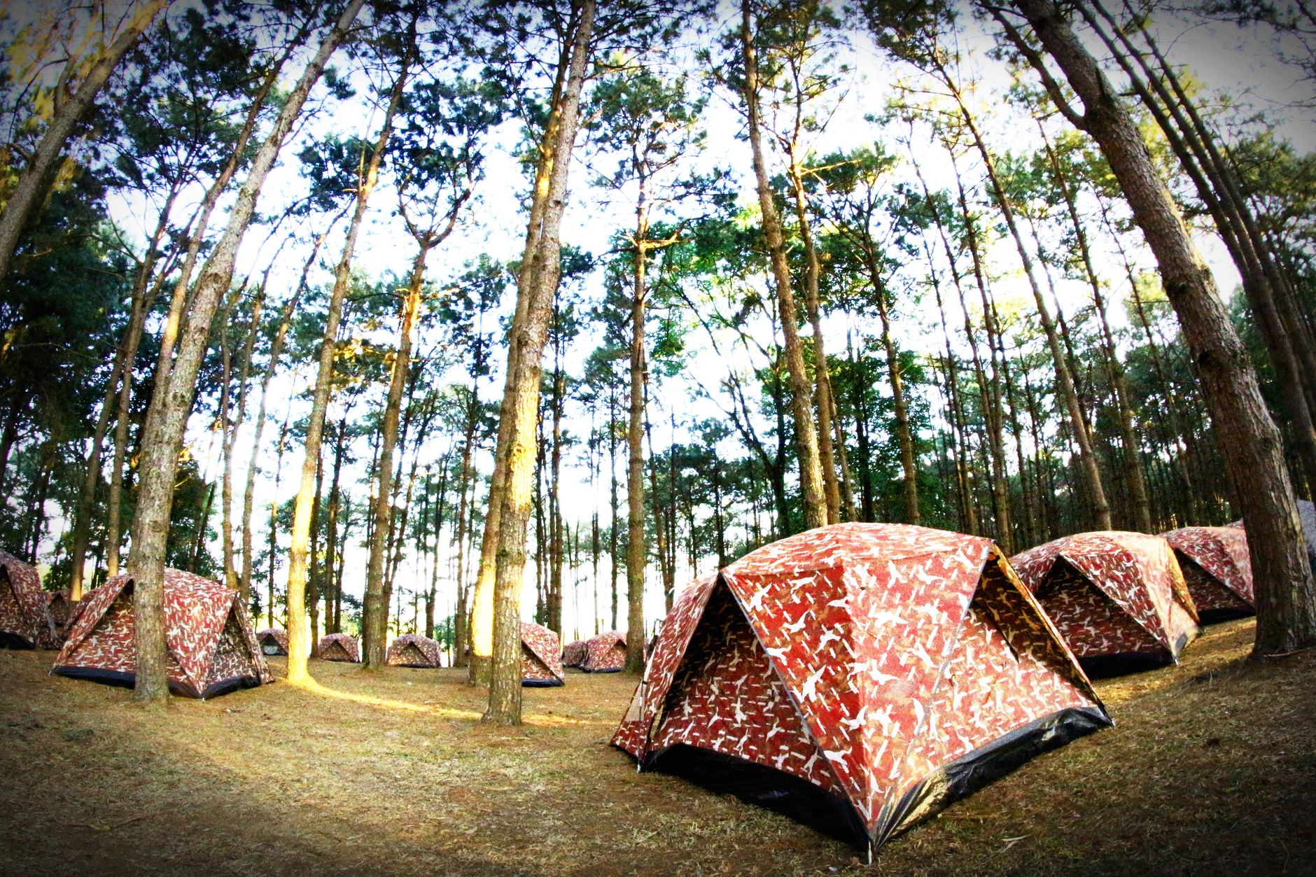 Patterned tents pitched among tall pines