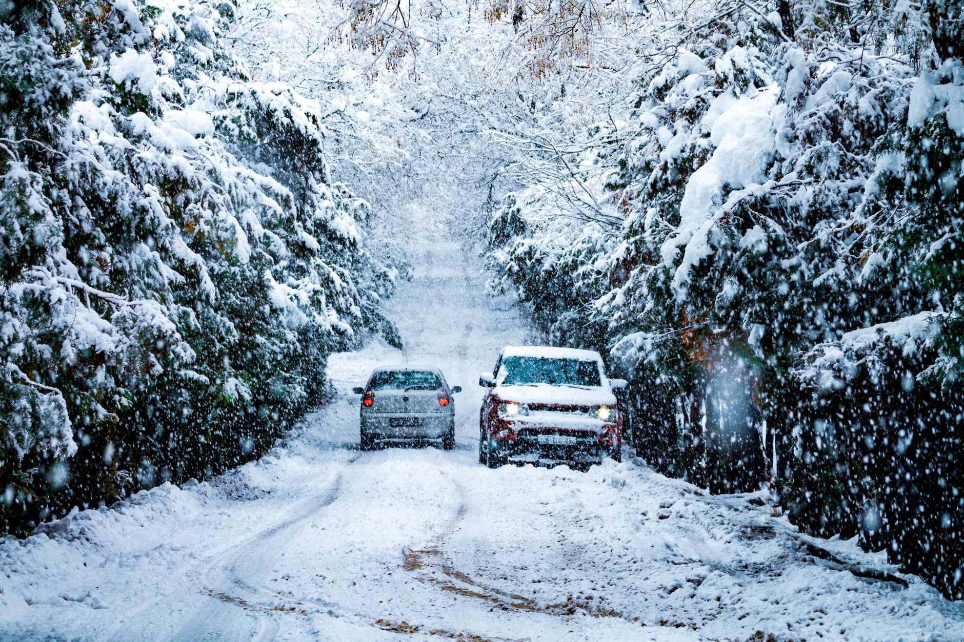 Cars driving down a snowy tree-lined road