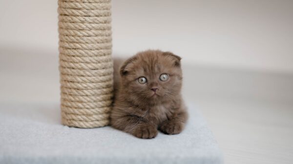 Best cat scratcher: a cat using a scratching post at home