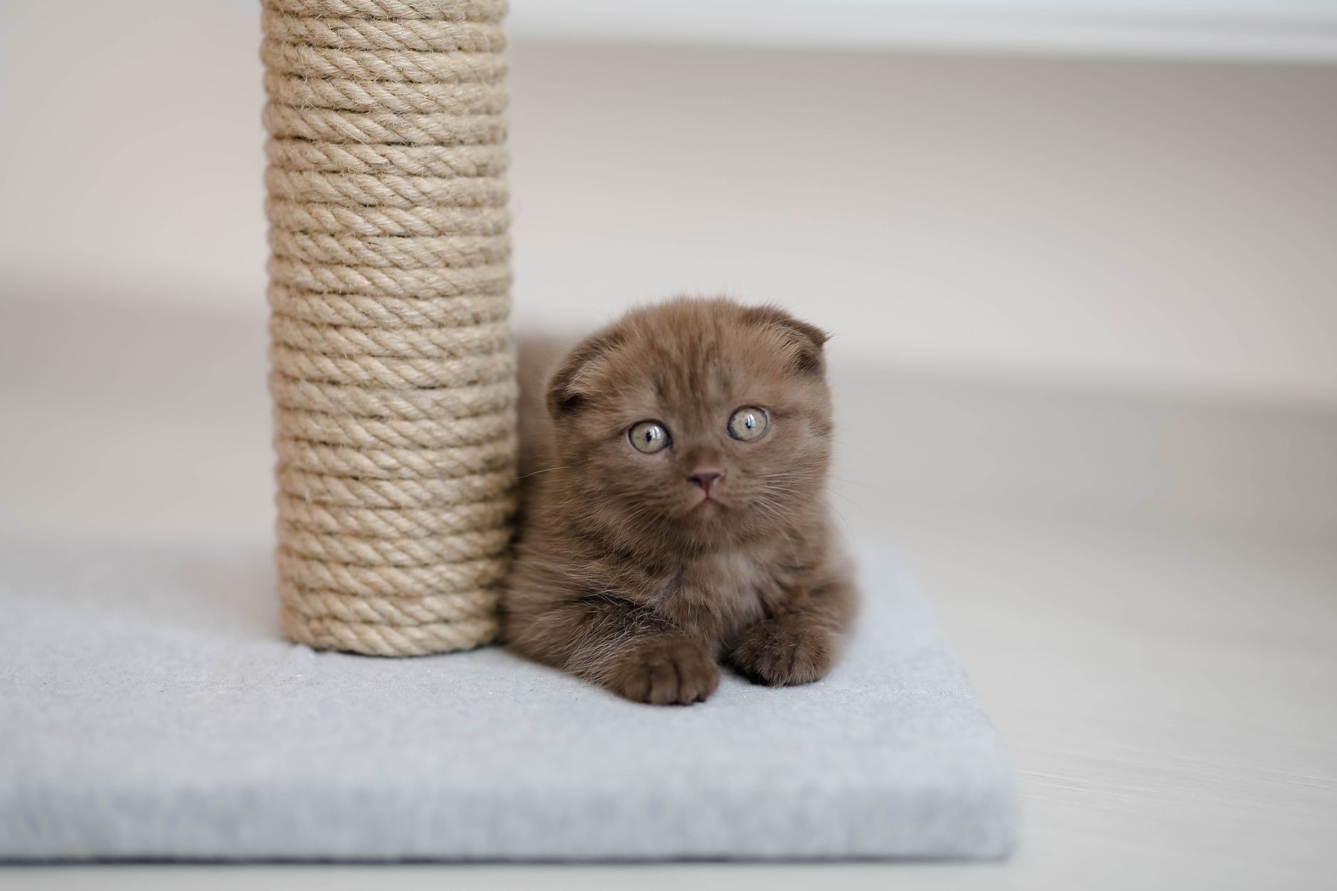 Best cat scratcher: a cat using a scratching post at home