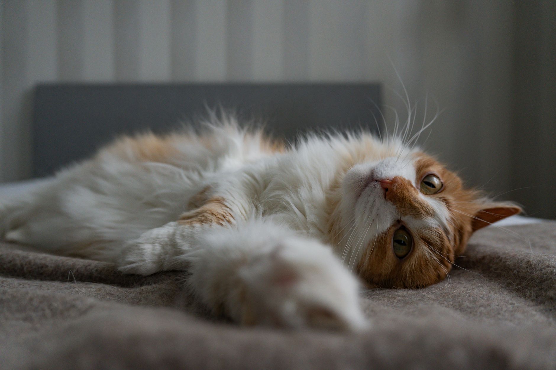 A cat stretching indoors