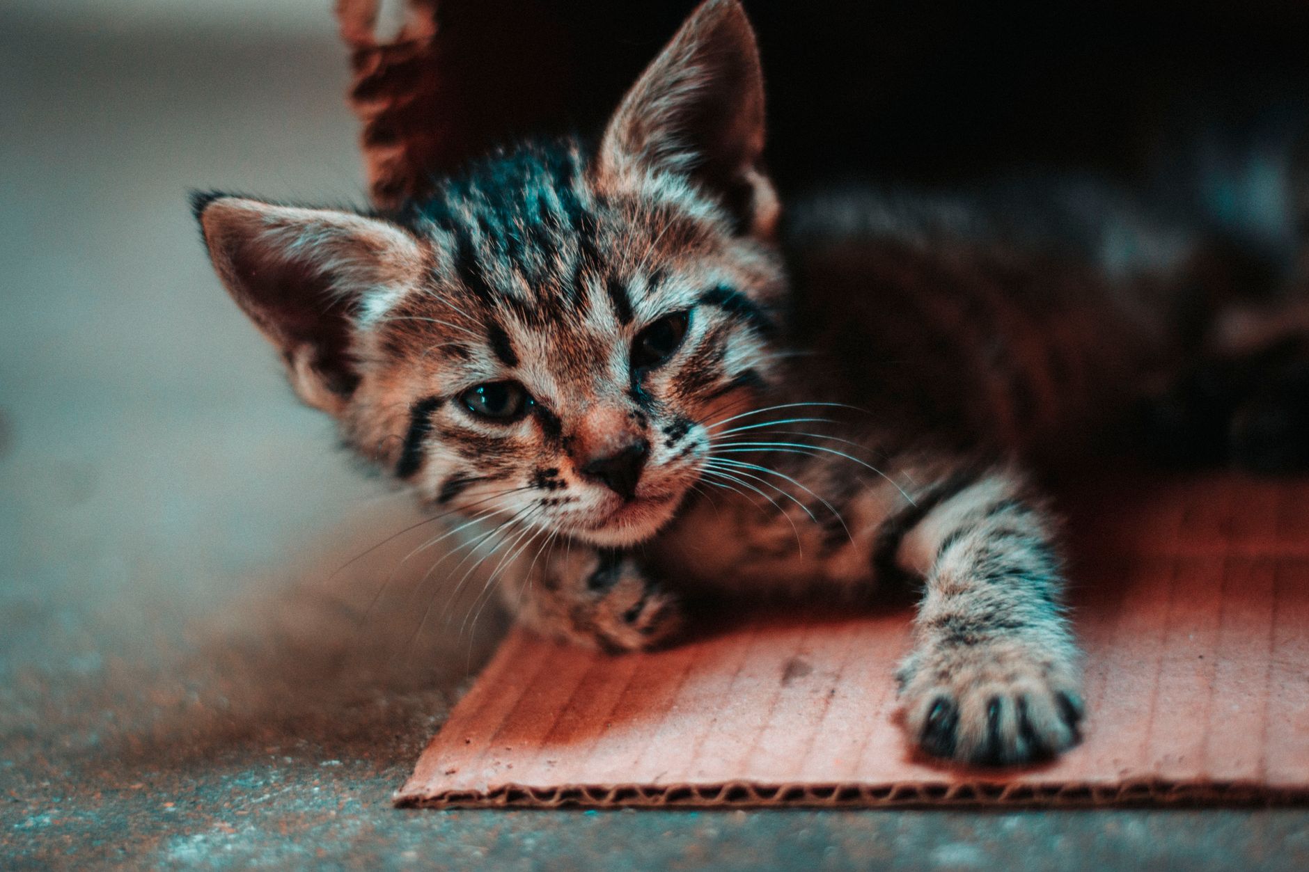 A cat lying on a cardboard surface