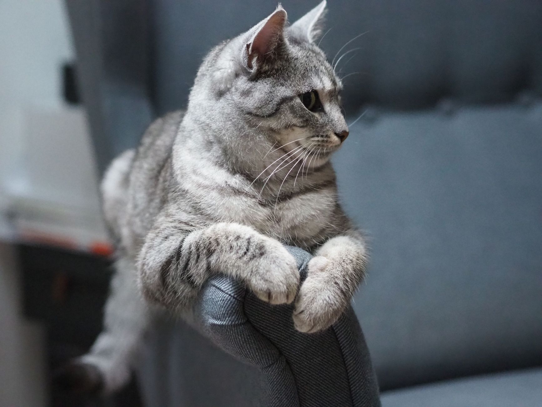 A cat sitting on an armchair at home