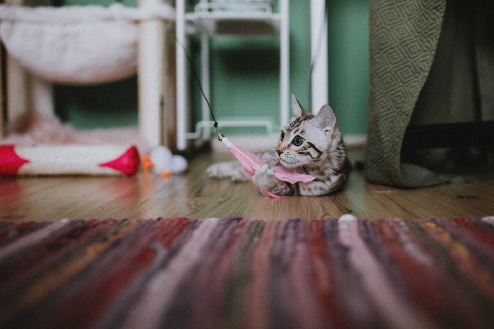 A kitten playing with a toy