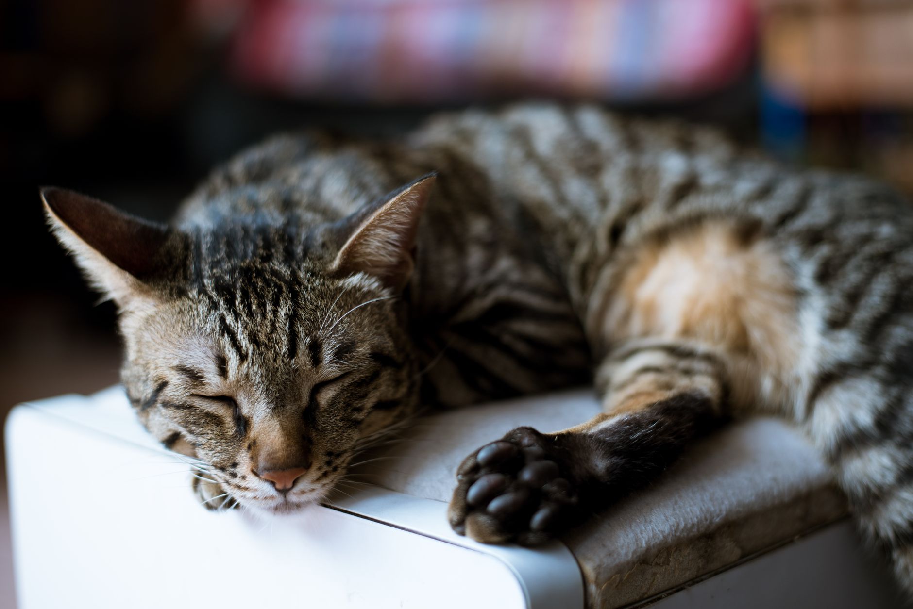 A cat sleeping at home