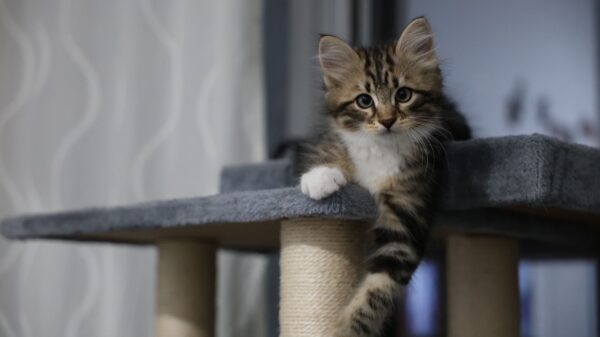 Best cat tree: a cat climbing a cat tree indoors