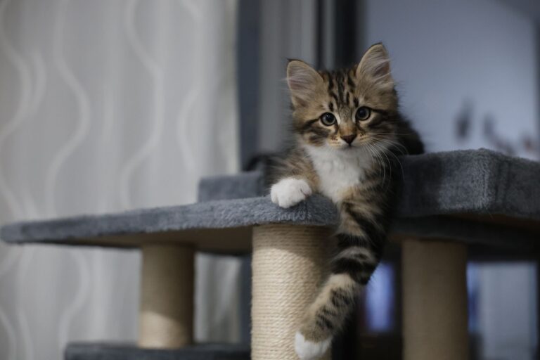 Best cat tree: a cat climbing a cat tree indoors