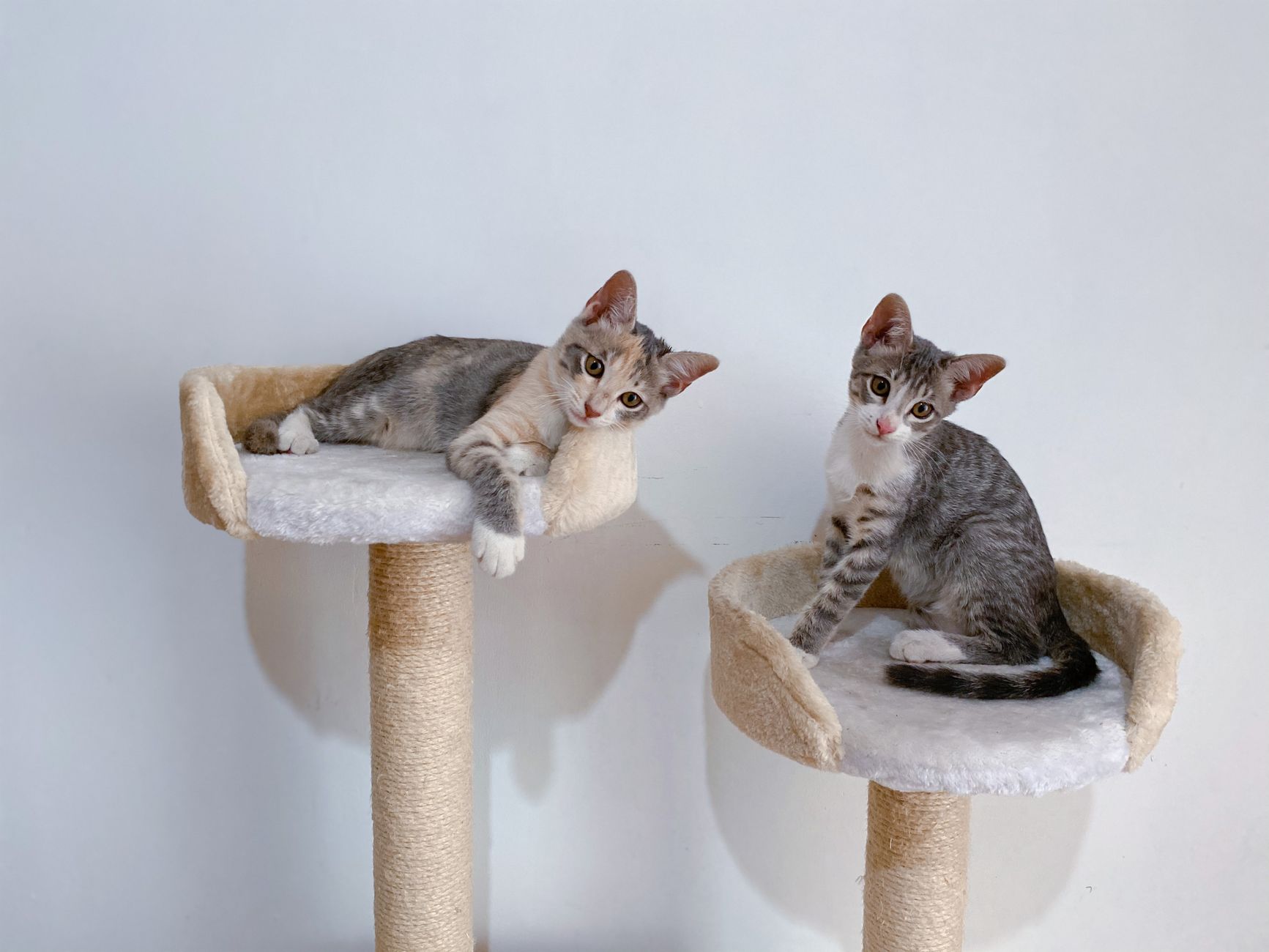 A cat resting on a perch