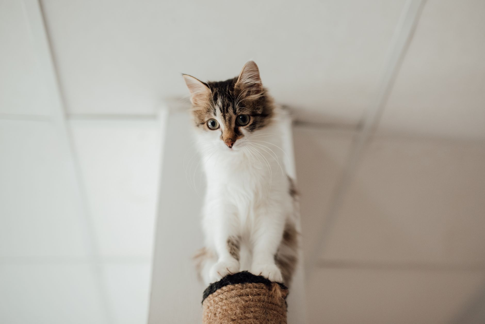 A cat stretching on a scratching post