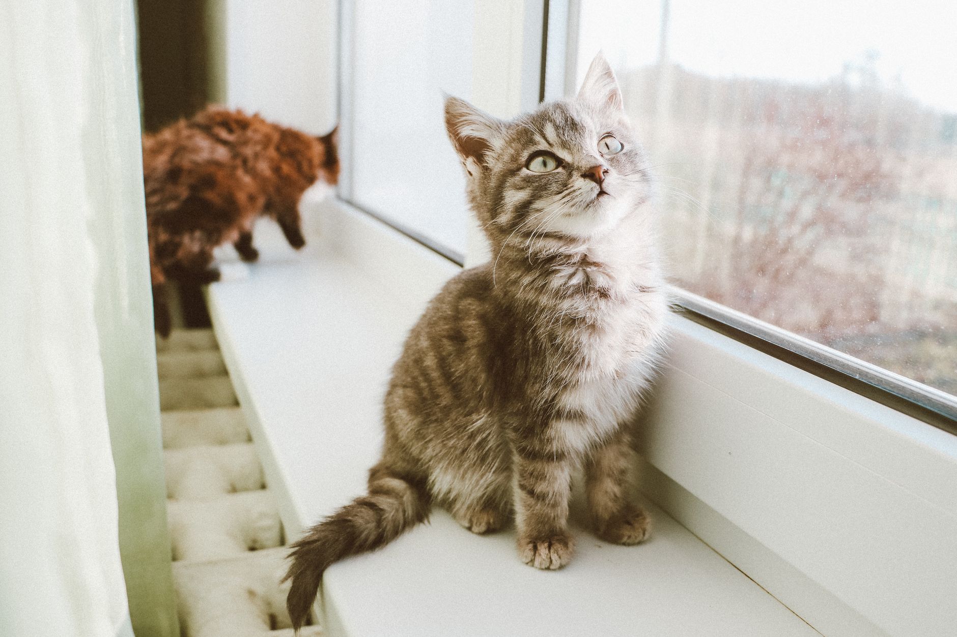 A cat looking out of a window