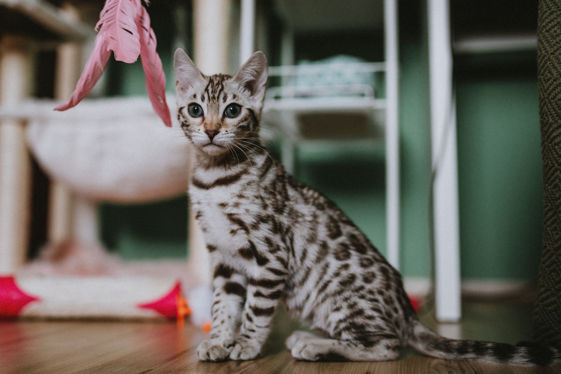 A kitten playing with a toy
