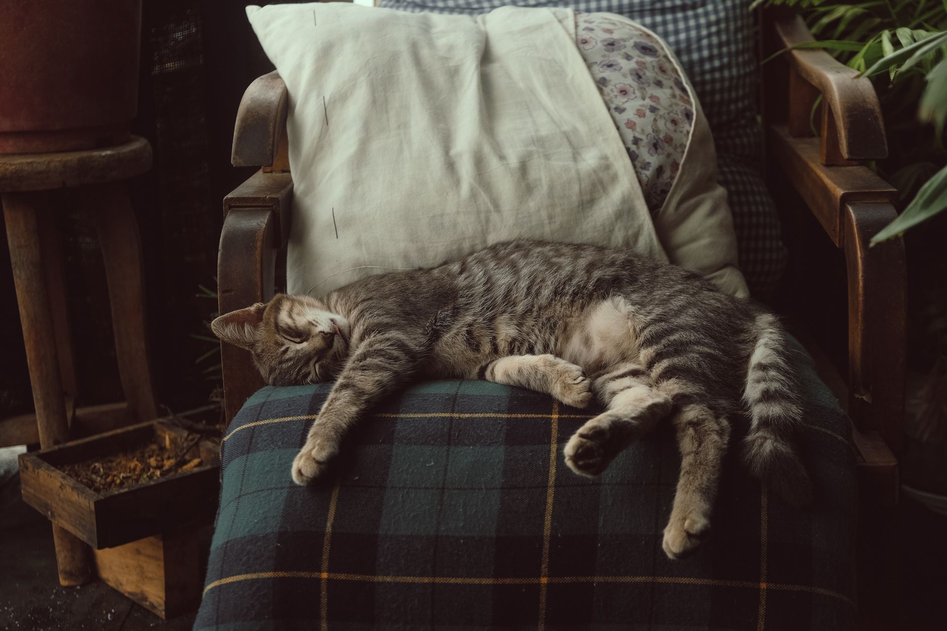 A cat asleep in a living room