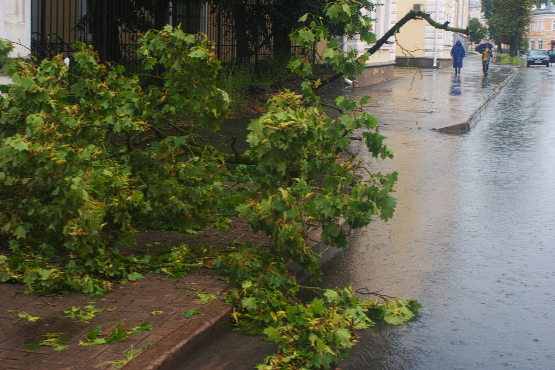 A fallen tree across a wet sidewalk