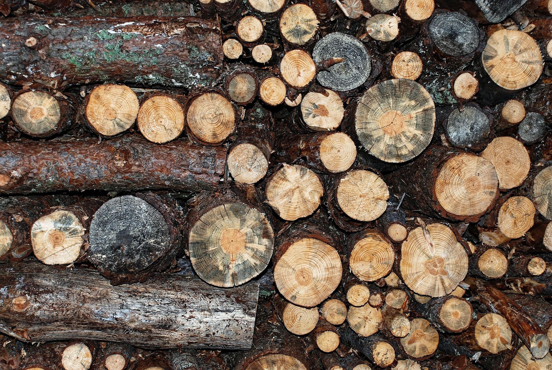 Cut logs stacked in a pile