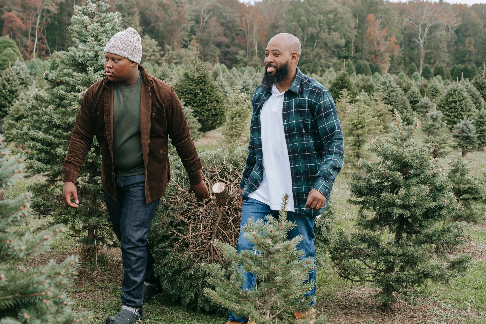 Two men carrying a cut tree at a tree farm