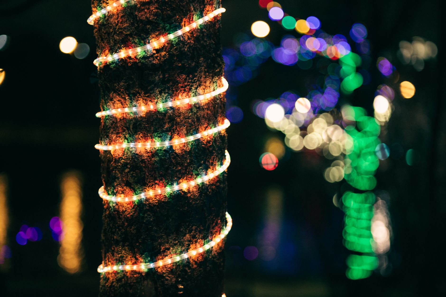 String lights wrapped around a tree trunk