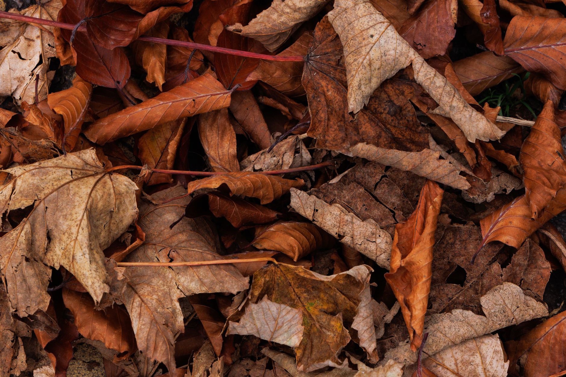 Dry fallen leaves
