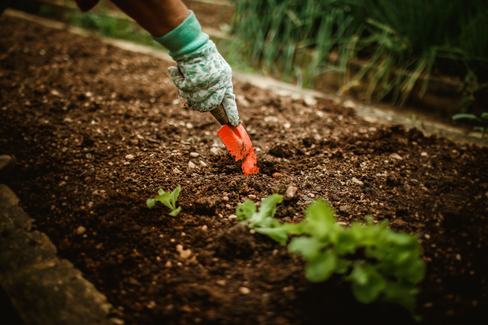 A gloved hand planting seedlings in rich soil