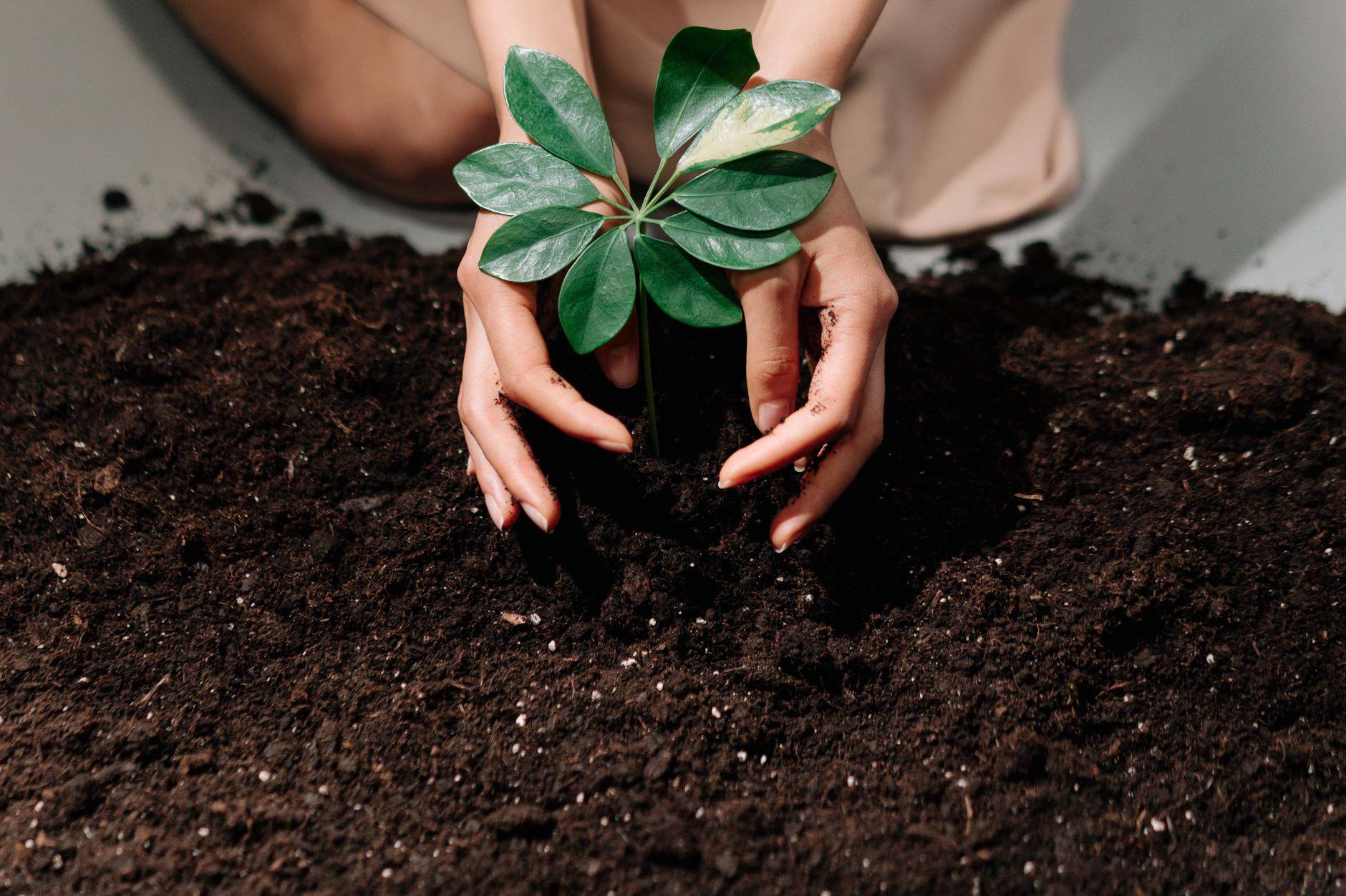 Hands placing a young plant in dark soil