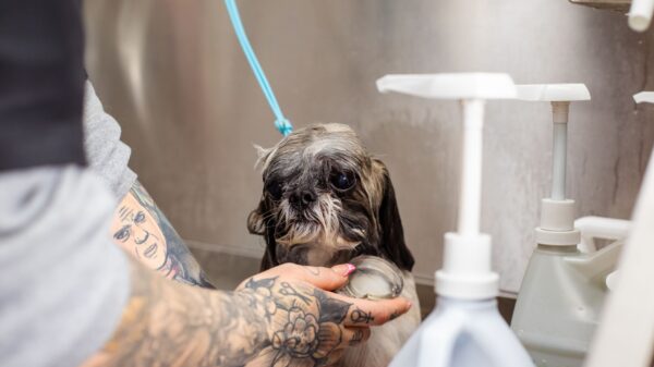 Best dog bathtub: a dog being bathed at home