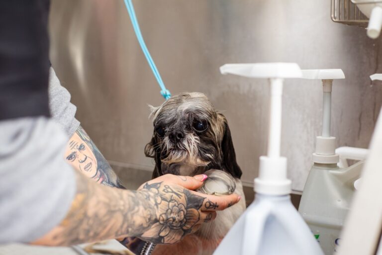 Best dog bathtub: a dog being bathed at home