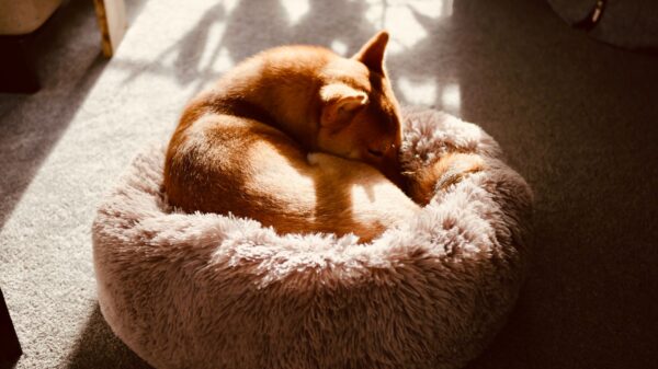 Best dog bed: a small dog curled up in a round plush bed