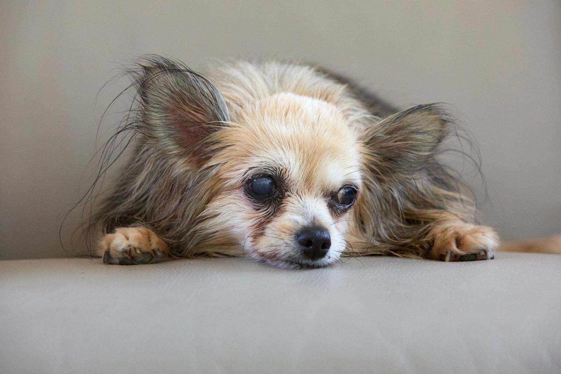 An older dog resting its head on a cushion