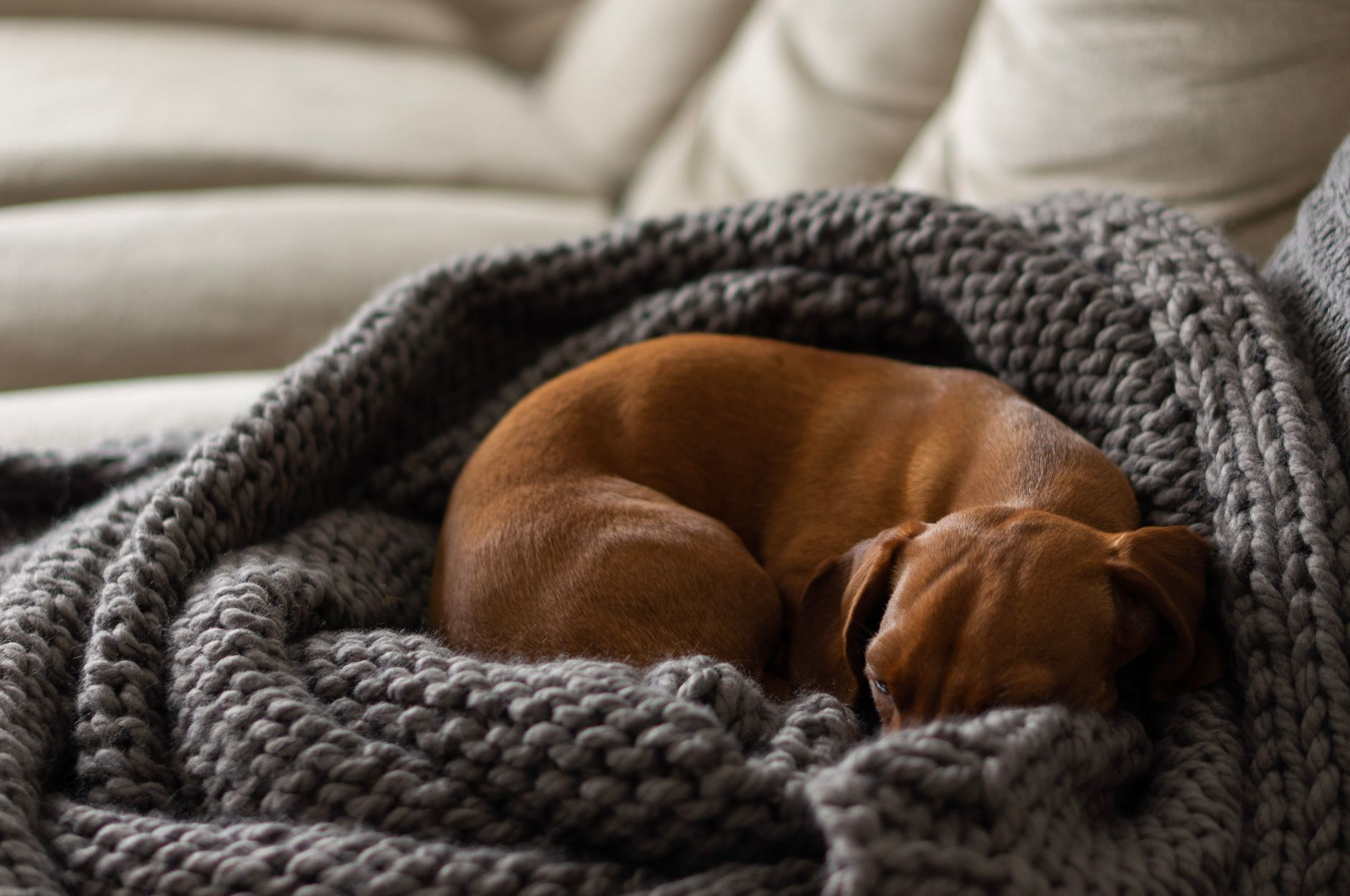 A puppy curled up in a knit blanket