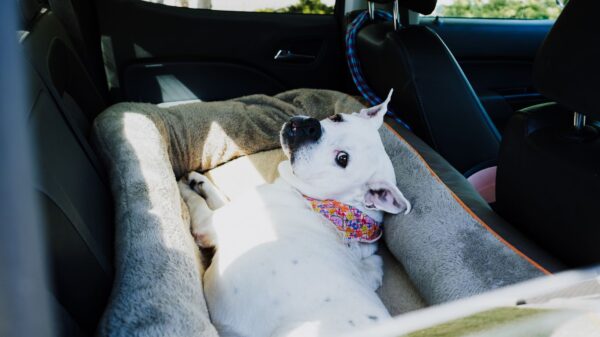 Best dog car seat cover: a dog riding in a car back seat